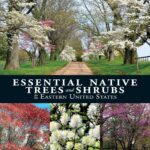 Eastern US Native Trees & Shrubs