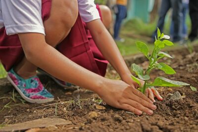 How to Plant a Tree or Shrub the Right Way