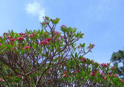 The Best Trees and Shrubs for Indian Gardens