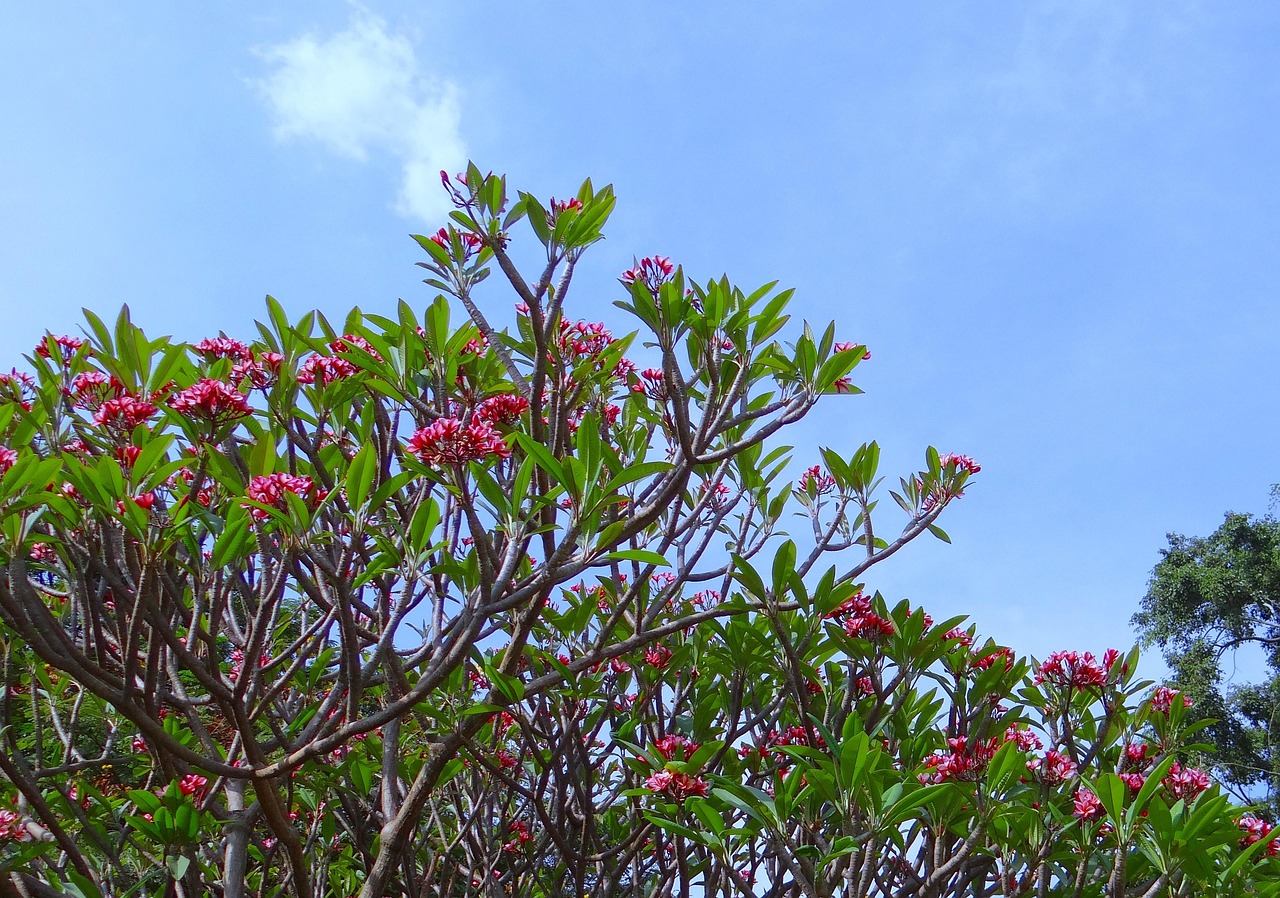 The Best Trees and Shrubs for Indian Gardens
