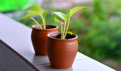How to Care for Newly Planted Trees and Shrubs