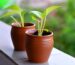 How to Care for Newly Planted Trees and Shrubs