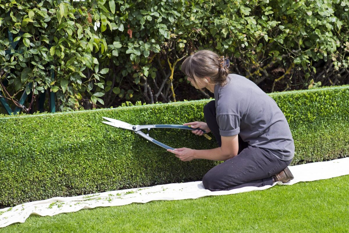 How and When to Prune Trees and Shrubs