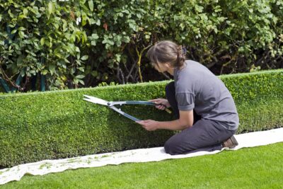 How and When to Prune Trees and Shrubs