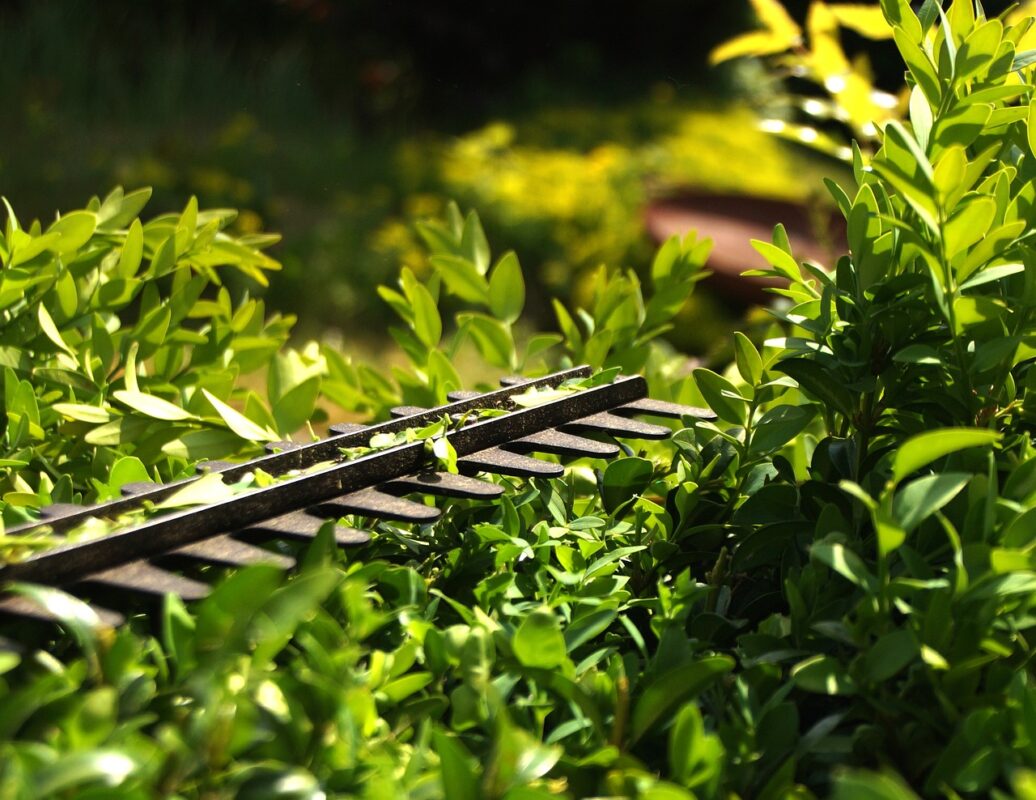 Fast-Growing Trees and Shrubs for Shade and Privacy