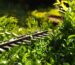 Fast-Growing Trees and Shrubs for Shade and Privacy