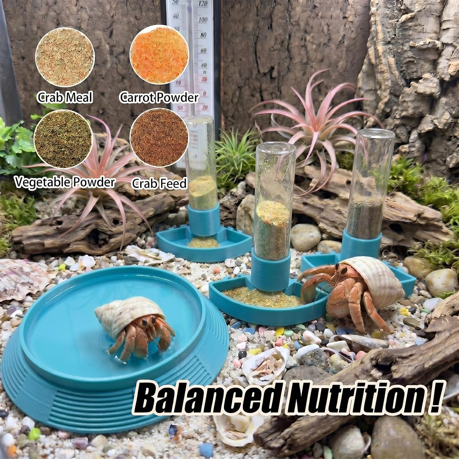 Hermit Crab Automatic Feeder and Bathing Dish Set — 4-in-1 Feeding Station, Teal — image 2