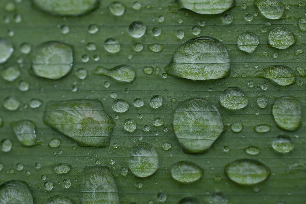 Misting & Feeding