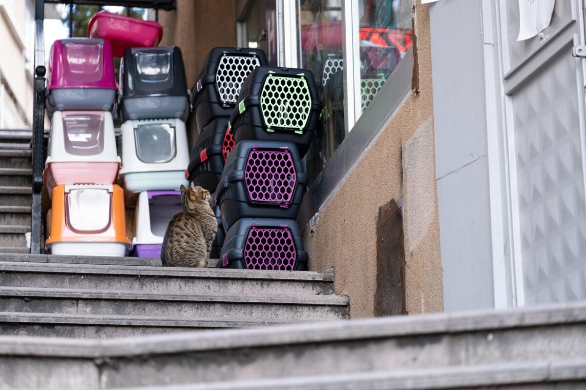 Choosing a Soft Carrier That Actually Fits