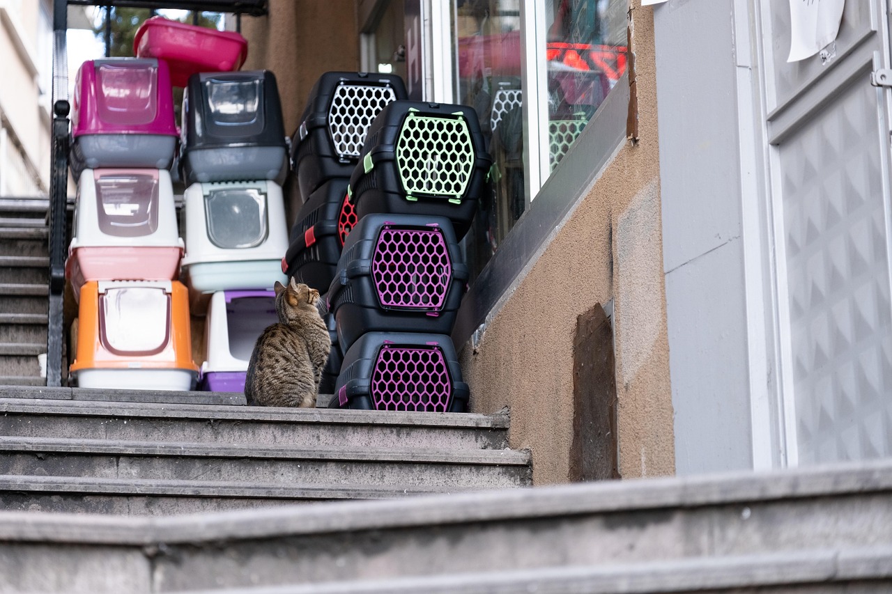 Choosing a Soft Carrier That Actually Fits