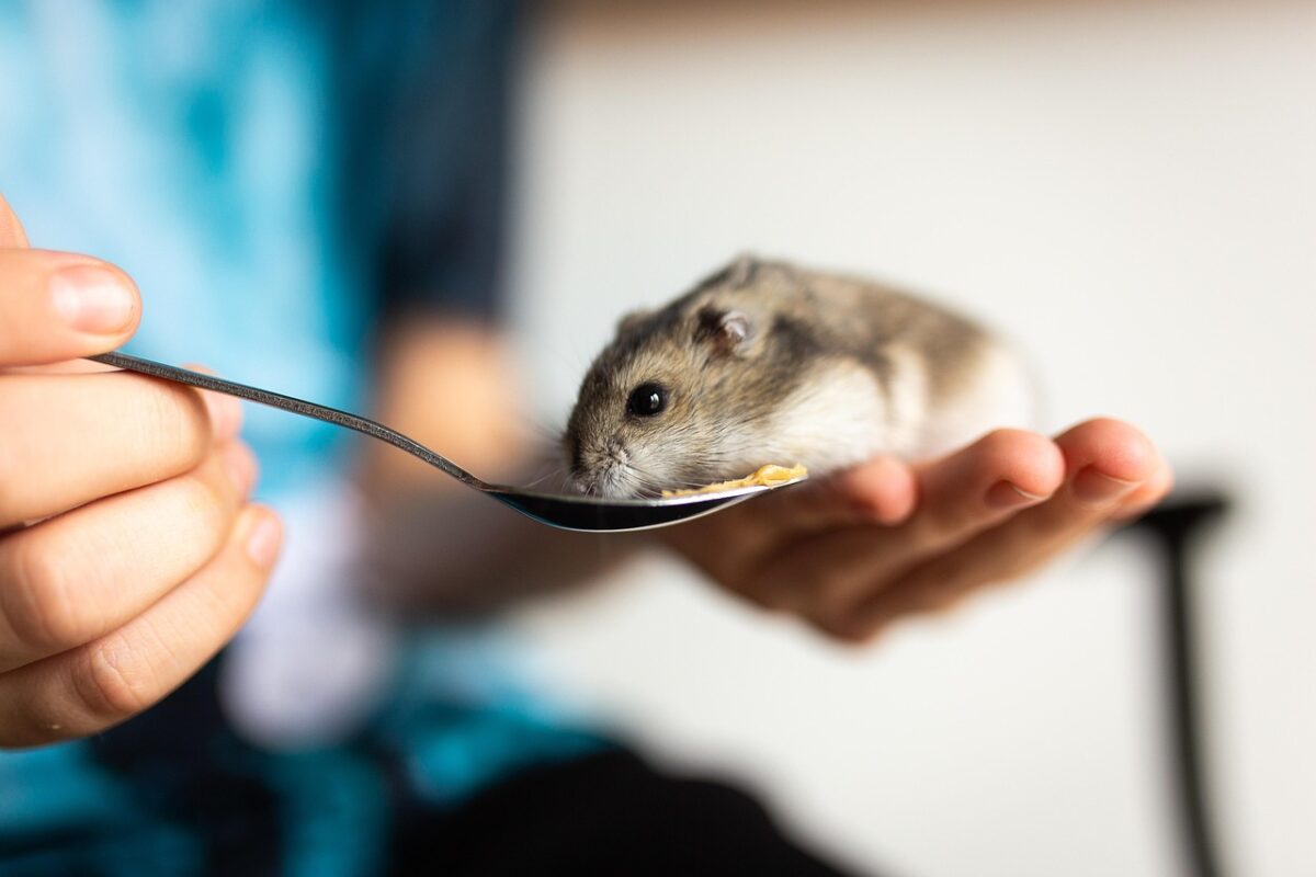 Habitat Accessory Kits for Small Animals
