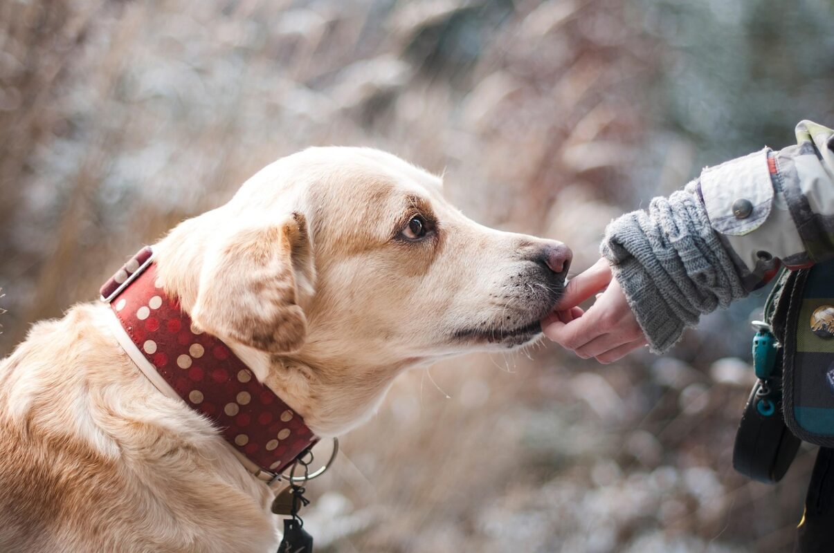 Paw Cleaning After a Wet Walk